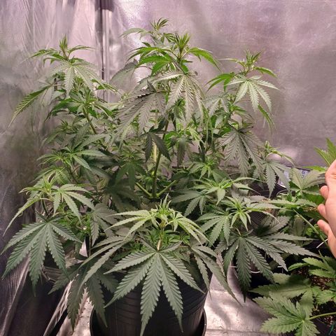 Mazine lemon haze growlog timeline photo