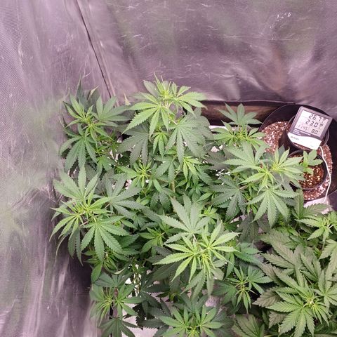 Mazine lemon haze growlog timeline photo