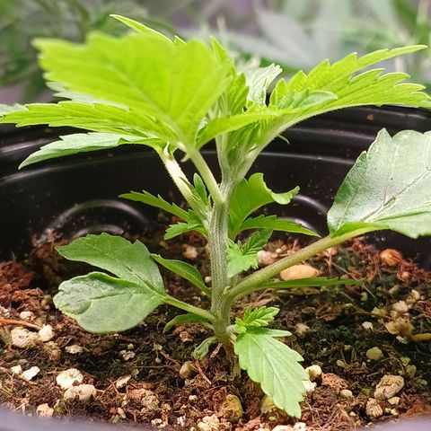 Branquinho 47 growlog timeline photo