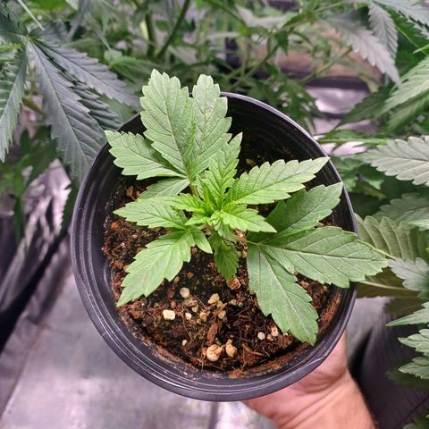 Branquinho 47 growlog timeline photo
