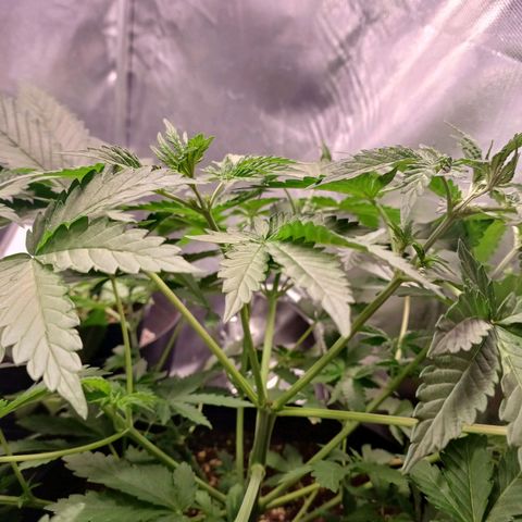 Super Lemon Pan growlog photo: Os dois topos já estão grandes 
