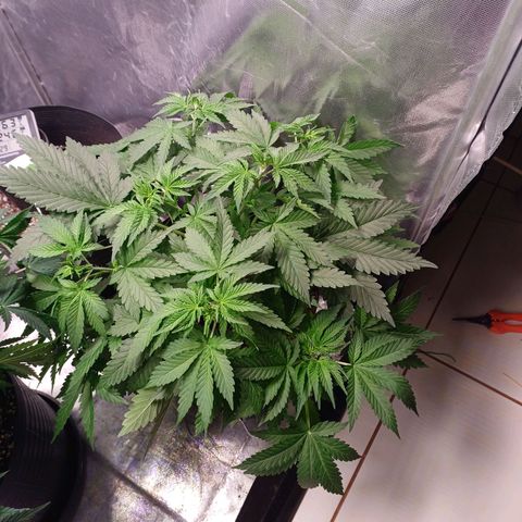 Super Lemon Pan growlog photo: Os dois topos já estão grandes 