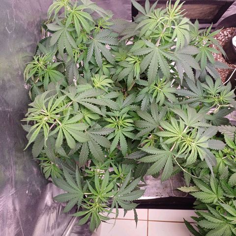 Mazine lemon haze growlog timeline photo