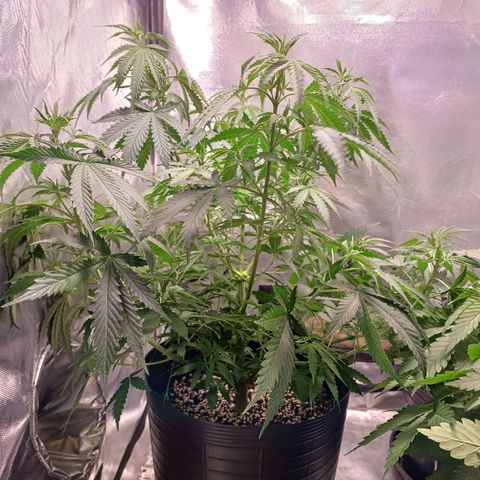 Mazine lemon haze growlog timeline photo