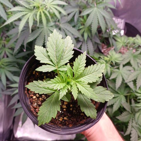 Branquinho 47 growlog timeline photo