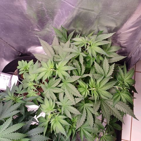 Super Lemon Pan growlog photo: Logo mais essa aqui tem que defoliar