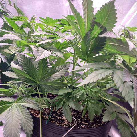 Super Lemon Pan growlog photo: Logo mais essa aqui tem que defoliar