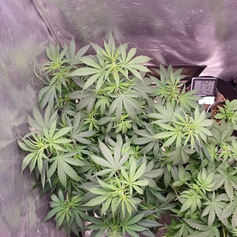 Mazine lemon haze growlog photo: Nem parece que defoliou esses dias 