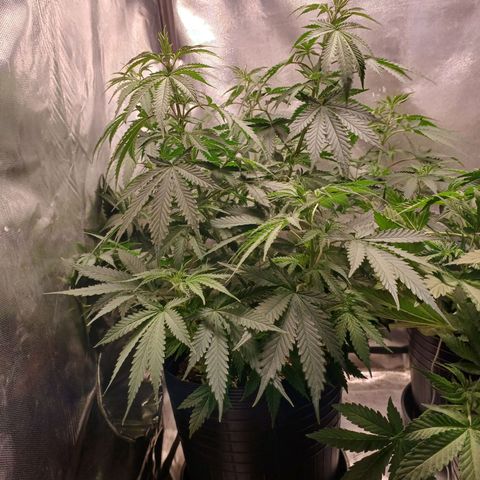 Mazine lemon haze growlog photo: Nem parece que defoliou esses dias 