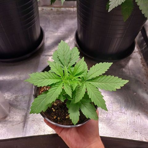 Branquinho 47 growlog timeline photo