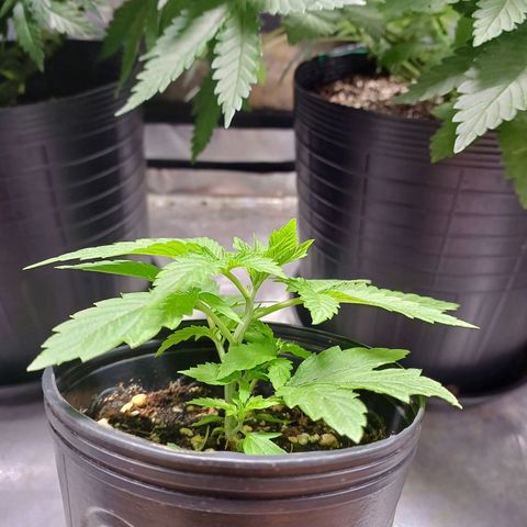 Branquinho 47 growlog timeline photo