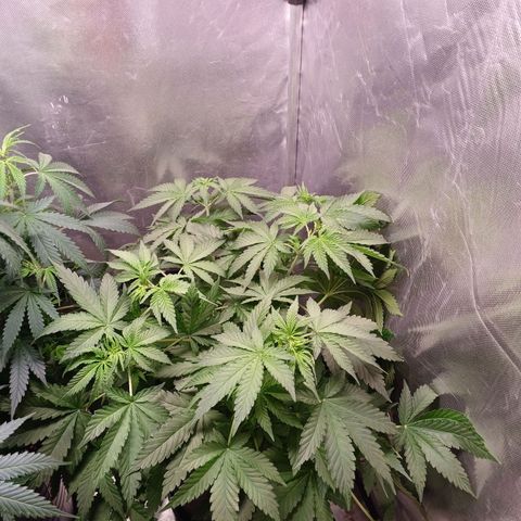Super Lemon Pan growlog timeline photo