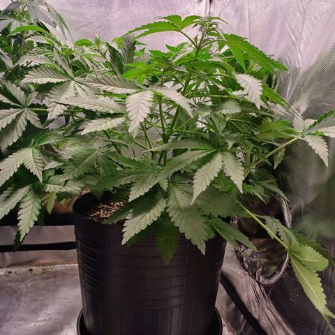 Super Lemon Pan growlog timeline photo