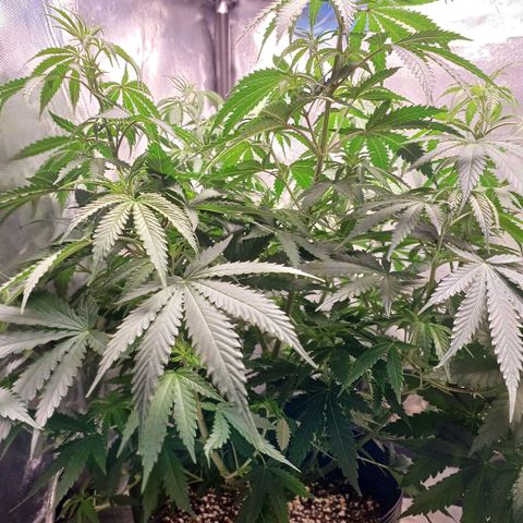 Mazine lemon haze growlog timeline photo