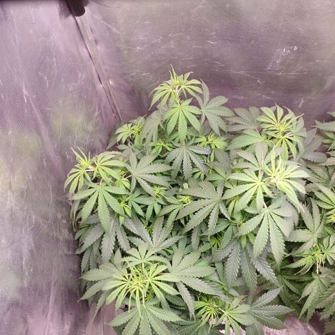 Mazine lemon haze growlog timeline photo