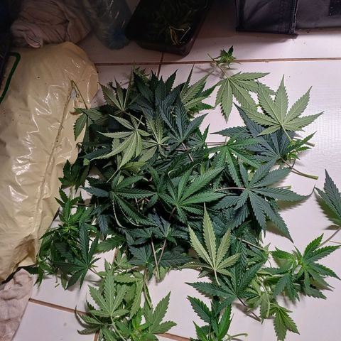 Mazine lemon haze growlog photo: Defoliei e fiz um lollipopping. Tá se preparando pra flora! 