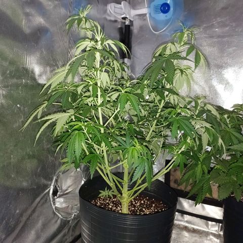 Mazine lemon haze growlog photo: Defoliei e fiz um lollipopping. Tá se preparando pra flora! 