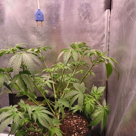 Super Lemon Pan growlog photo: Fiz uma defoliação com um lollipopping mais ou menos. Tô preparando ela pra flora também! 