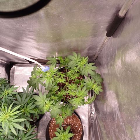 Super Lemon Pan growlog photo: Fiz uma defoliação com um lollipopping mais ou menos. Tô preparando ela pra flora também! 