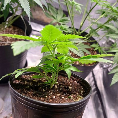Branquinho 47 growlog photo: Coloquei um pouco mais de terra na raiz dela. Como vou precisar mover para a tenda secundária que é mais baixa, vou precisar reforçar a estrutura pro lst