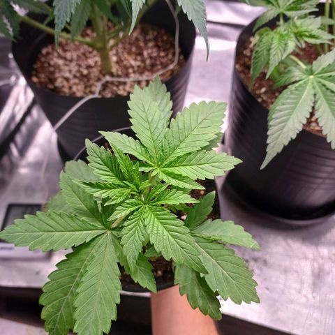 Branquinho 47 growlog photo: Coloquei um pouco mais de terra na raiz dela. Como vou precisar mover para a tenda secundária que é mais baixa, vou precisar reforçar a estrutura pro lst
