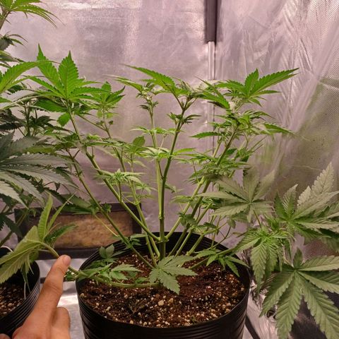 Super Lemon Pan growlog photo: Defoliação e lollipopping deram bom. A estrutura tá firme, já dá pra ver os novos ramos felizes 