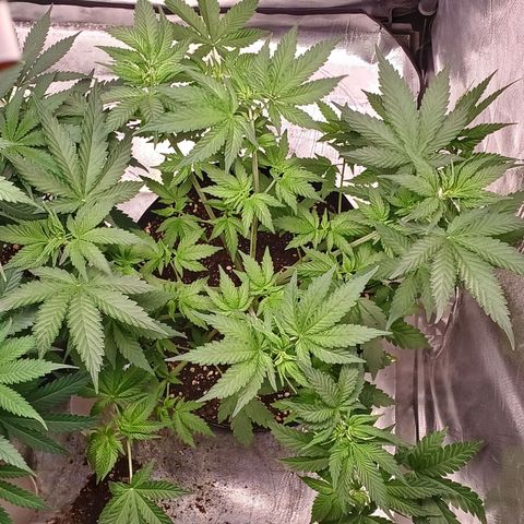 Super Lemon Pan growlog photo: Defoliação e lollipopping deram bom. A estrutura tá firme, já dá pra ver os novos ramos felizes 