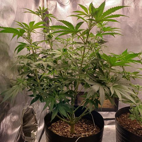 Mazine lemon haze growlog photo: Ansiosa pra flora essa aqui 👳