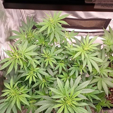 Mazine lemon haze growlog photo: Ansiosa pra flora essa aqui 👳