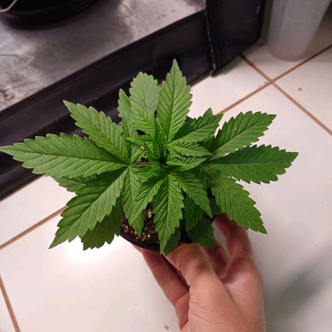 Branquinho 47 growlog timeline photo