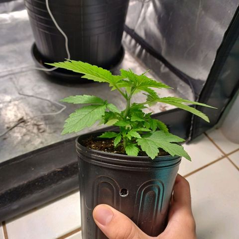 Branquinho 47 growlog timeline photo