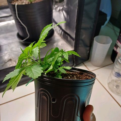 Branquinho 47 growlog photo: Preciso aproveitar o espaço curto, então vou experimentar fazer umas amarras desde planta jovem 