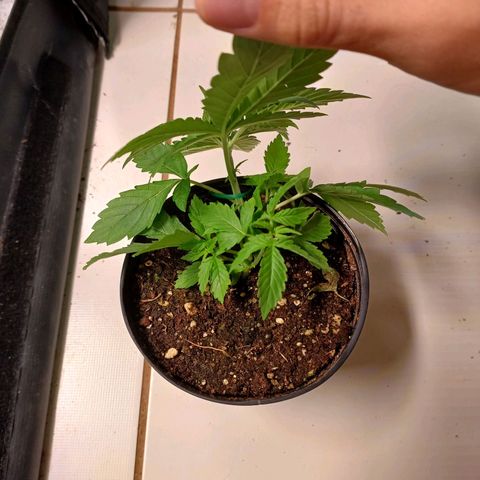 Branquinho 47 growlog photo: Preciso aproveitar o espaço curto, então vou experimentar fazer umas amarras desde planta jovem 