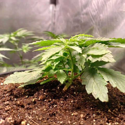 Branquinho 47 growlog photo: Ja dá pra ver os novos topos reagindo 