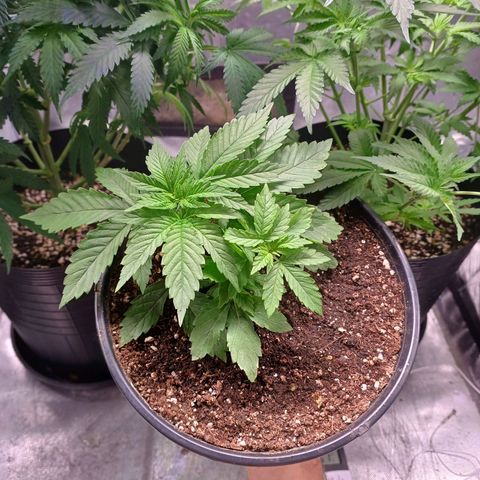 Branquinho 47 growlog photo: Ja dá pra ver os novos topos reagindo 