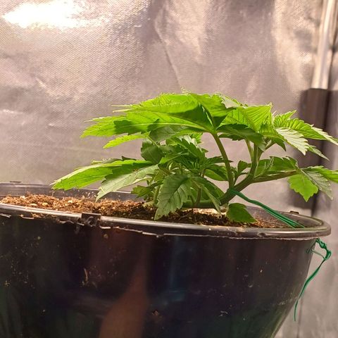 Branquinho 47 growlog photo: Ja dá pra ver os novos topos reagindo 