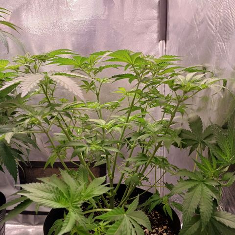 Super Lemon Pan growlog photo: Reagindo bem a defoliação