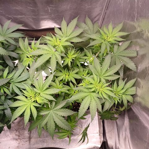 Super Lemon Pan growlog photo: Reagindo bem a defoliação