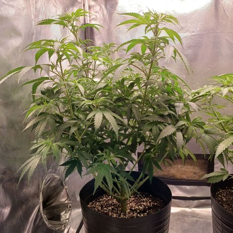 Mazine lemon haze growlog photo: Região do meio tá bem densa, precisa de lst aqui 