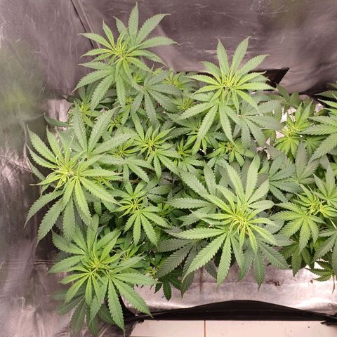 Mazine lemon haze growlog photo: Região do meio tá bem densa, precisa de lst aqui 