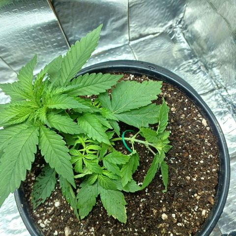 Branquinho 47 growlog photo: Abri mais espaço para os ramos menores se desenvolverem 