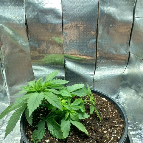 Branquinho 47 growlog photo: Abri mais espaço para os ramos menores se desenvolverem 