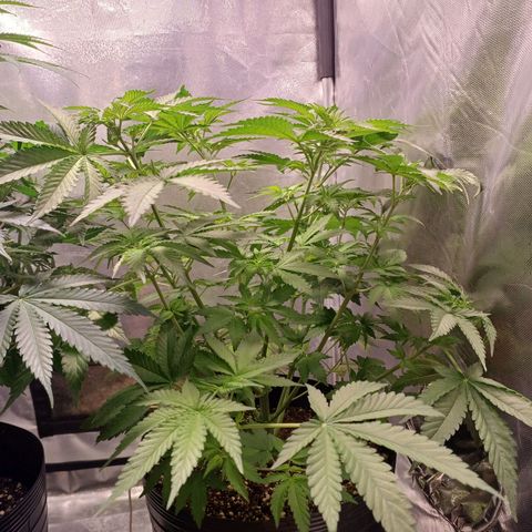Super Lemon Pan growlog timeline photo