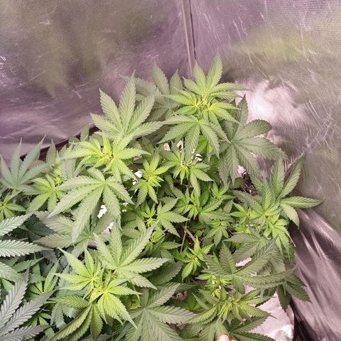 Super Lemon Pan growlog timeline photo