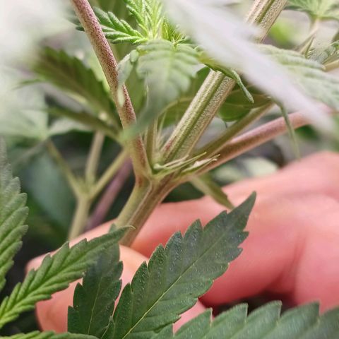 Mazine lemon haze growlog timeline photo