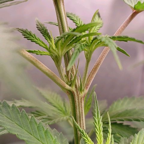 Mazine lemon haze growlog timeline photo