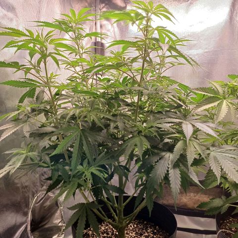Mazine lemon haze growlog photo: Está imensa, com bastante folhagem. Já podemos ver uns cabelos 