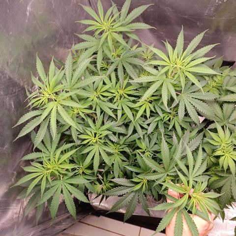 Mazine lemon haze growlog photo: Está imensa, com bastante folhagem. Já podemos ver uns cabelos 
