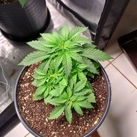 Branquinho 47 growlog timeline photo