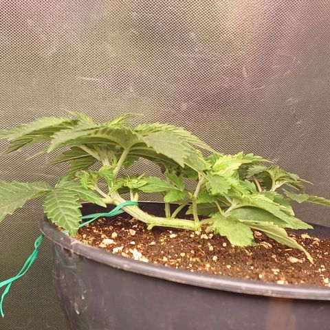 Branquinho 47 growlog timeline photo
